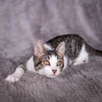 Thumbnail photo of Homer - Andrea foster #3