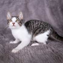 Thumbnail photo of Homer - Andrea foster #4