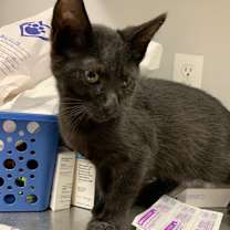 Thumbnail photo of Periwinkle #3