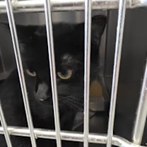 Thumbnail photo of Coven #2