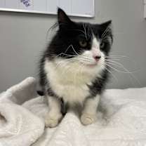 Thumbnail photo of Hex #1