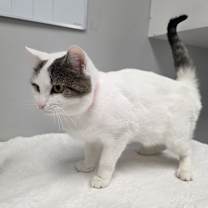 Thumbnail photo of Snowflake #2