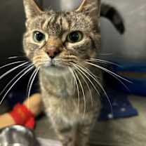 Thumbnail photo of Dove #2