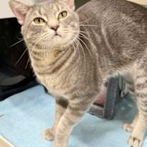 Thumbnail photo of Draven #1