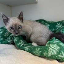 Thumbnail photo of Sugar Plum #2