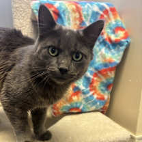 Thumbnail photo of Wolfie #4