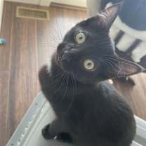 Thumbnail photo of Mantis #1