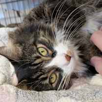 Thumbnail photo of Mabel #1