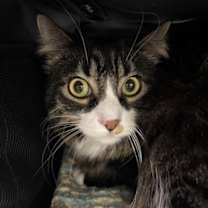 Thumbnail photo of Mabel #2