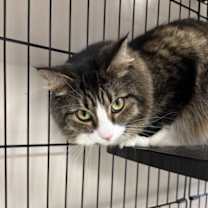 Thumbnail photo of Molly Mittens #3