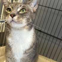 Thumbnail photo of Nola #3