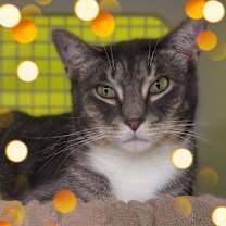 Thumbnail photo of Nola #4