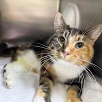 Thumbnail photo of Opalite #1