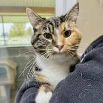 Thumbnail photo of Opalite #2