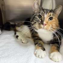 Thumbnail photo of Opalite #4