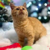 Thumbnail photo of Danny 111C25 #1