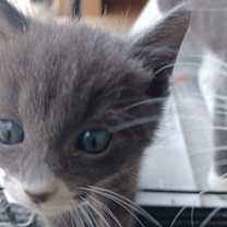 Thumbnail photo of Moxy #3