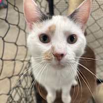 Thumbnail photo of Stella 16C25 #4