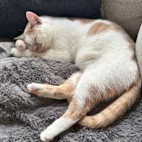 Thumbnail photo of Charlie #2