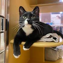 Thumbnail photo of Dot #2