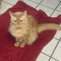 Thumbnail photo of Poe #1