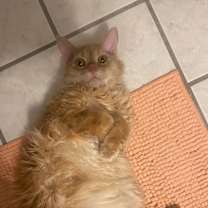 Thumbnail photo of Poe #2