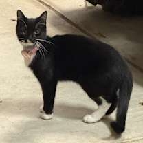 Thumbnail photo of Poppy #1