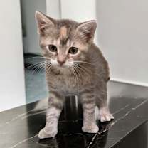 Thumbnail photo of Knox #1