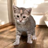 Thumbnail photo of Knox #2