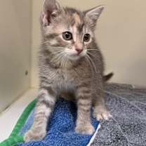 Thumbnail photo of Knox #3