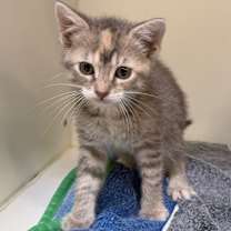 Thumbnail photo of Knox #4