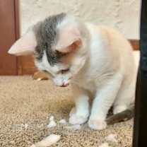 Thumbnail photo of Snow Flake #2