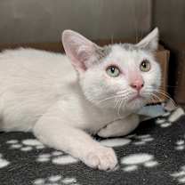 Thumbnail photo of Snow Flake #3