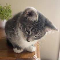 Thumbnail photo of Snow Blower #3