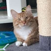 Thumbnail photo of Coffee Cake #3