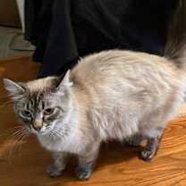 Thumbnail photo of Leilani #2