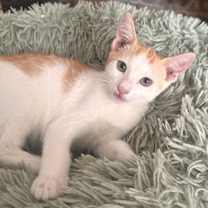 Thumbnail photo of Dr. Seuss: Grinchy #1