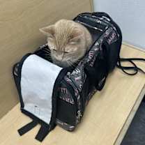 Thumbnail photo of Milo #1