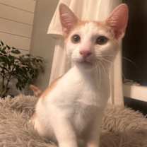 Thumbnail photo of Dr. Seuss: Grinchy #4