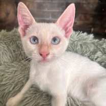 Thumbnail photo of Dr. Seuss: Groopert #1