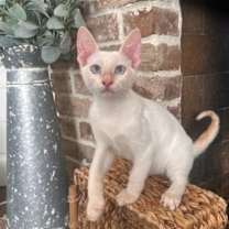 Thumbnail photo of Dr. Seuss: Groopert #2