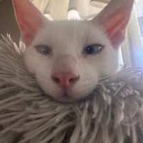 Thumbnail photo of Dr. Seuss: Groopert #4