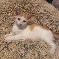 Thumbnail photo of Dr. Seuss: Grinchy #2