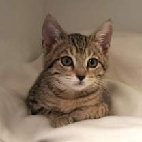 Thumbnail photo of Pistachio (bonded w/ Cashew) #2