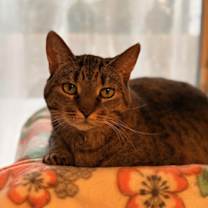 Thumbnail photo of Shadow - Loyal! #1