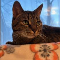 Thumbnail photo of Shadow - Loyal! #2