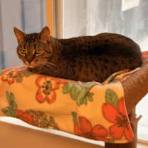 Thumbnail photo of Shadow - Loyal! #3