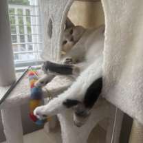 Thumbnail photo of Luna #2