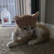 Thumbnail photo of Richie and Fonzie (bonded pair) #2