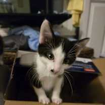 Thumbnail photo of Richie and Fonzie (bonded pair) #3